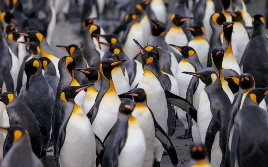 Penguins, Rhinos, and Poverty: tackling uncomfortable questions in biodiversity conservation